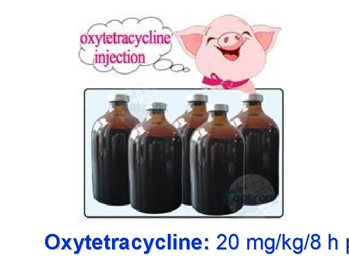 Oxytetracycline: 20 mg/kg/8 h p 