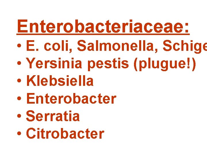 Enterobacteriaceae: • E. coli, Salmonella, Schige • Yersinia pestis (plugue!) • Klebsiella • Enterobacter