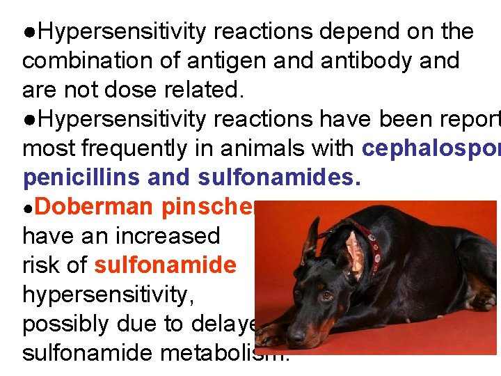 ●Hypersensitivity reactions depend on the combination of antigen and antibody and are not dose