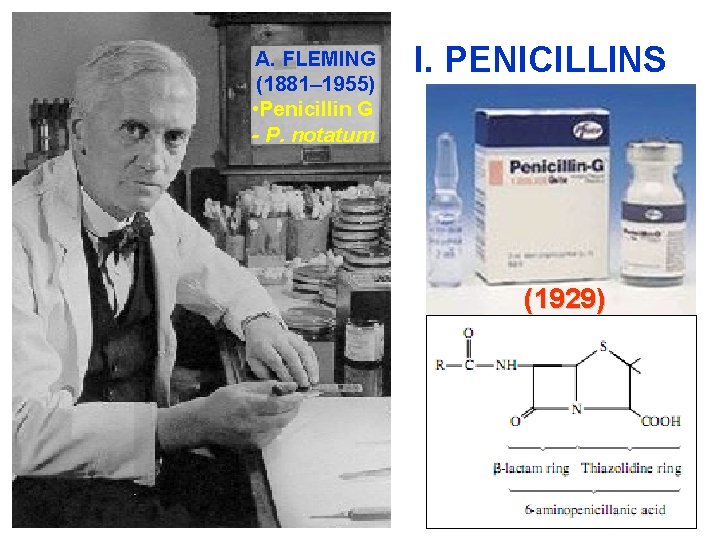 A. FLEMING (1881– 1955) • Penicillin G - P. notatum I. PENICILLINS (1929) 