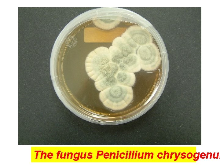 The fungus Penicillium chrysogenum 