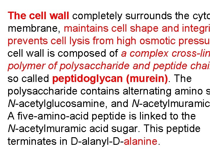 The cell wall completely surrounds the cyto membrane, maintains cell shape and integri prevents