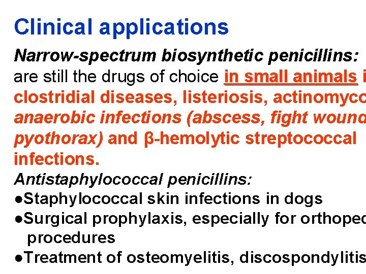 Clinical applications Narrow-spectrum biosynthetic penicillins: are still the drugs of choice in small animals