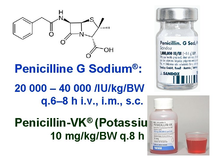 Penicilline G Sodium®: 20 000 – 40 000 /IU/kg/BW q. 6– 8 h i.