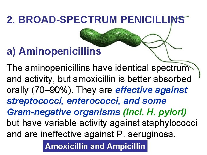 2. BROAD-SPECTRUM PENICILLINS a) Aminopenicillins The aminopenicillins have identical spectrum and activity, but amoxicillin