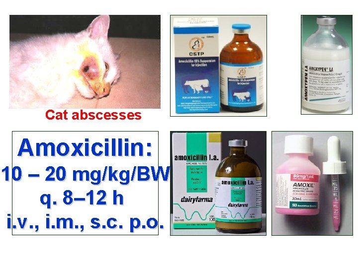 Cat abscesses Amoxicillin: 10 – 20 mg/kg/BW q. 8– 12 h i. v. ,
