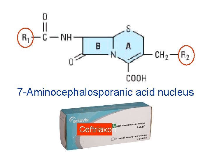 7 -Aminocephalosporanic acid nucleus Ceftriaxon 