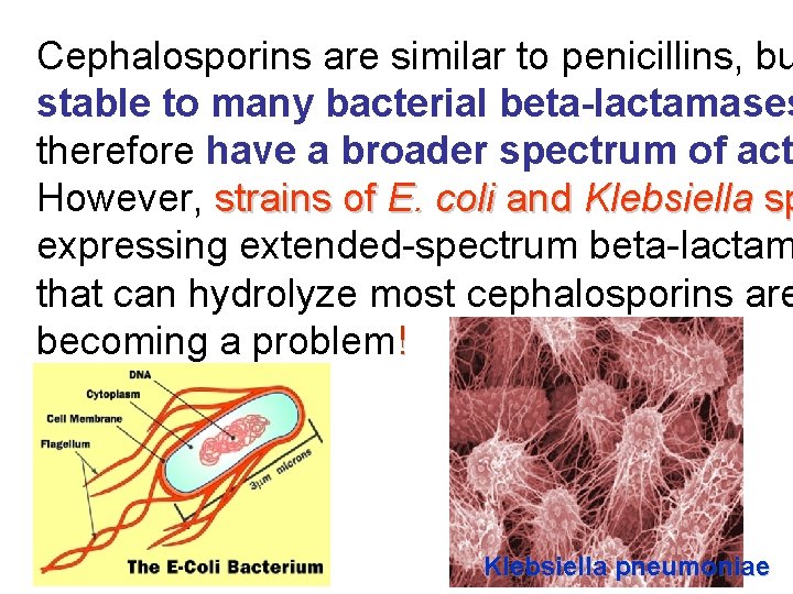 Cephalosporins are similar to penicillins, bu stable to many bacterial beta-lactamases therefore have a