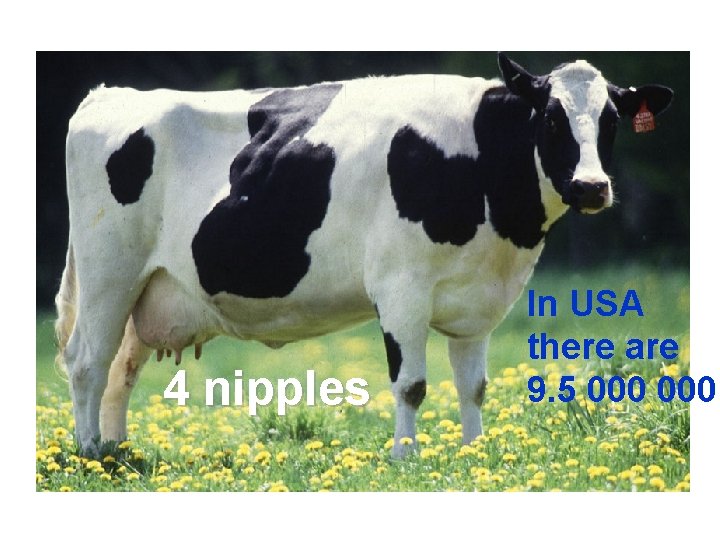 4 nipples In USA there are 9. 5 000 