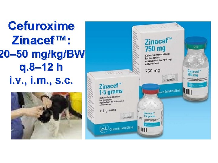 Cefuroxime Zinacef™: 20– 50 mg/kg/BW q. 8– 12 h i. v. , i. m.