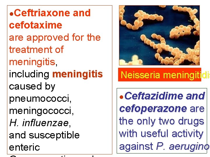 ●Ceftriaxone and cefotaxime are approved for the treatment of meningitis, including meningitis caused by