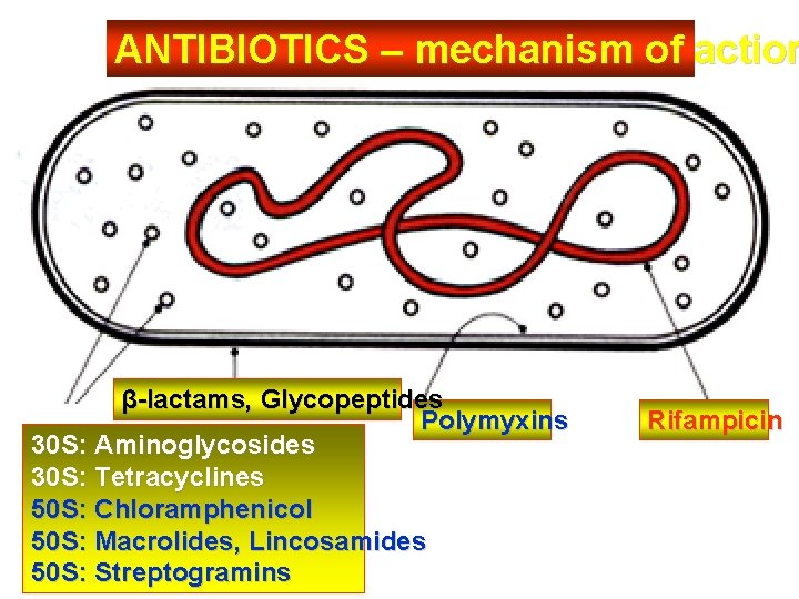 ANTIBIOTICS – mechanism of action β-lactams, Glycopeptides Polymyxins 30 S: Aminoglycosides 30 S: Tetracyclines