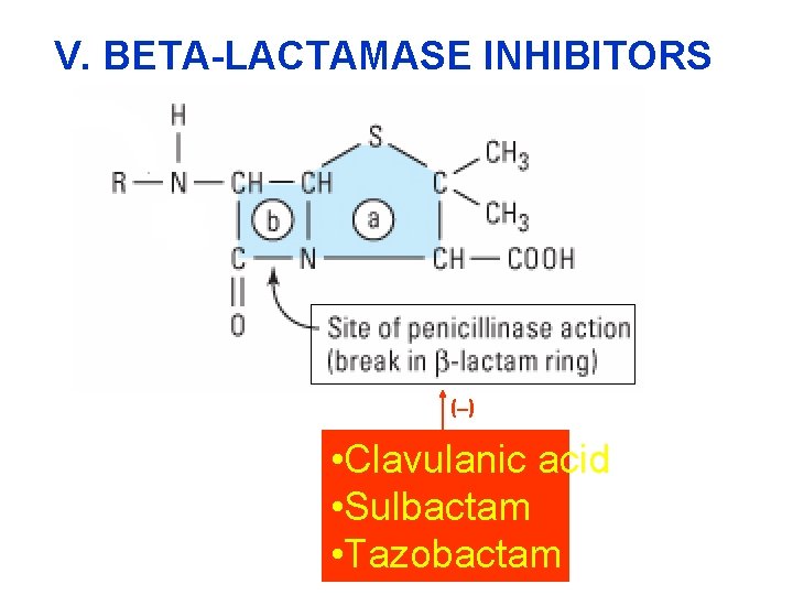 V. BETA-LACTAMASE INHIBITORS ( ) • Clavulanic acid • Sulbactam • Tazobactam 
