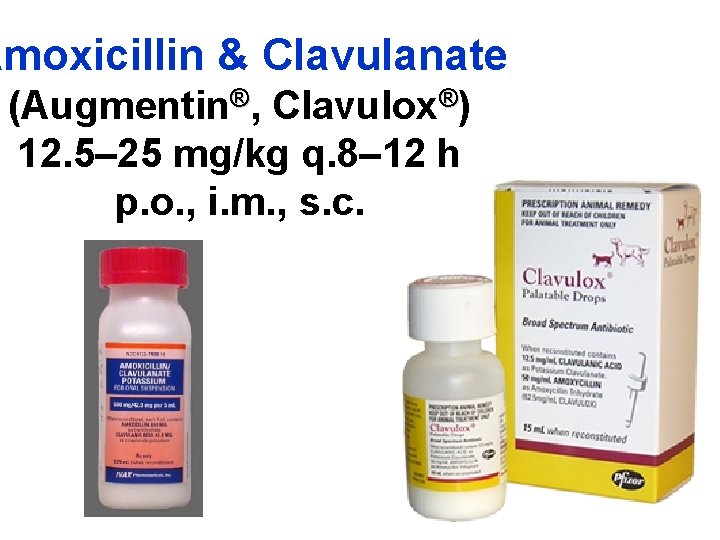 Amoxicillin & Clavulanate (Augmentin®, Clavulox®) 12. 5– 25 mg/kg q. 8– 12 h p.