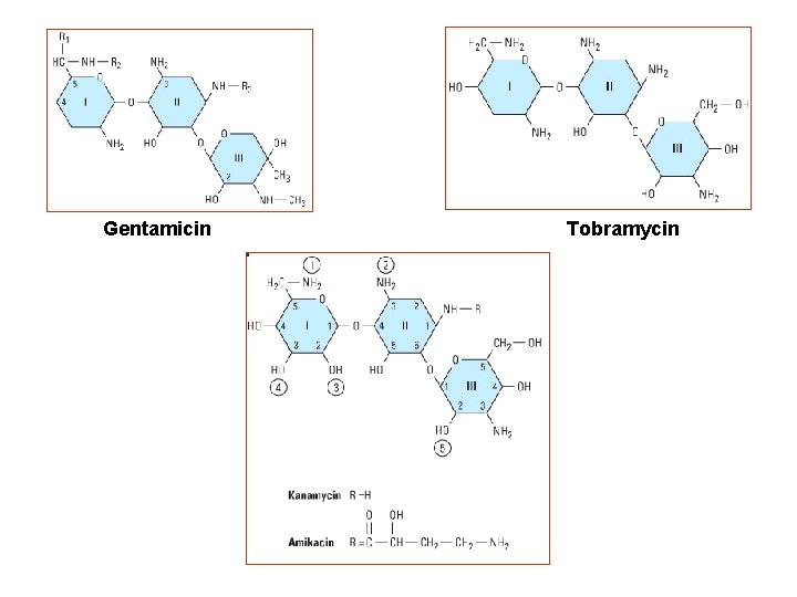 Gentamicin Tobramycin 