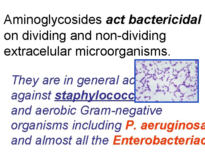 Aminoglycosides act bactericidal on dividing and non-dividing extracelular microorganisms. They are in general active
