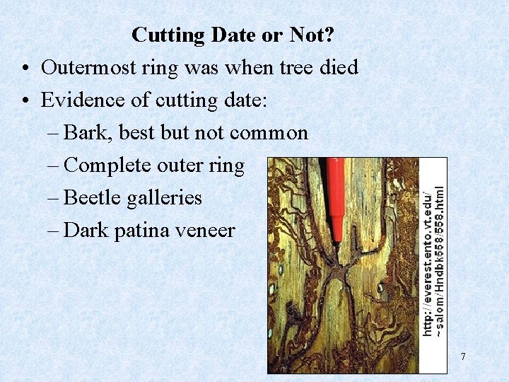 Cutting Date or Not? • Outermost ring was when tree died • Evidence of