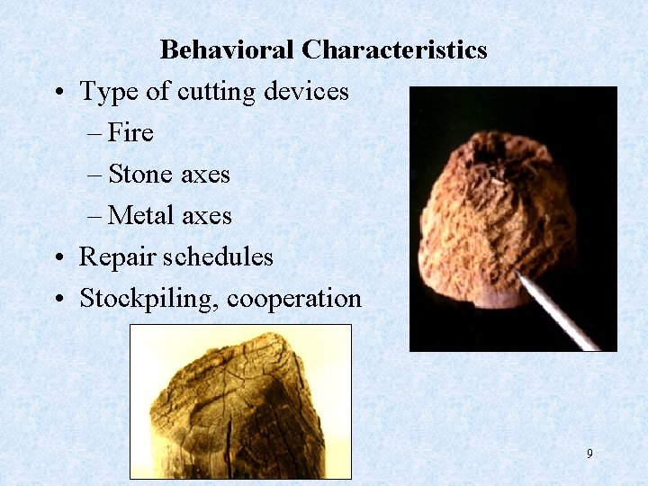 Behavioral Characteristics • Type of cutting devices – Fire – Stone axes – Metal