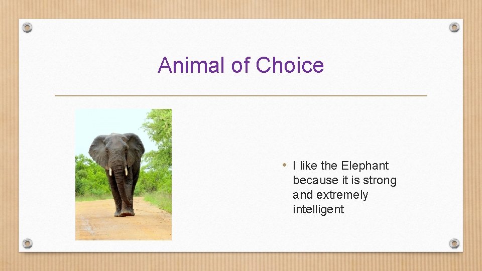Animal of Choice • I like the Elephant because it is strong and extremely