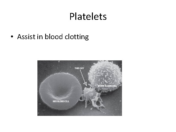 Platelets • Assist in blood clotting 