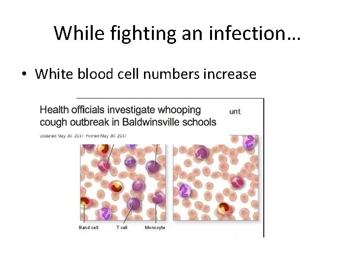 While fighting an infection… • White blood cell numbers increase 
