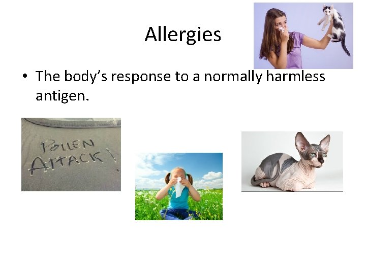 Allergies • The body’s response to a normally harmless antigen. 