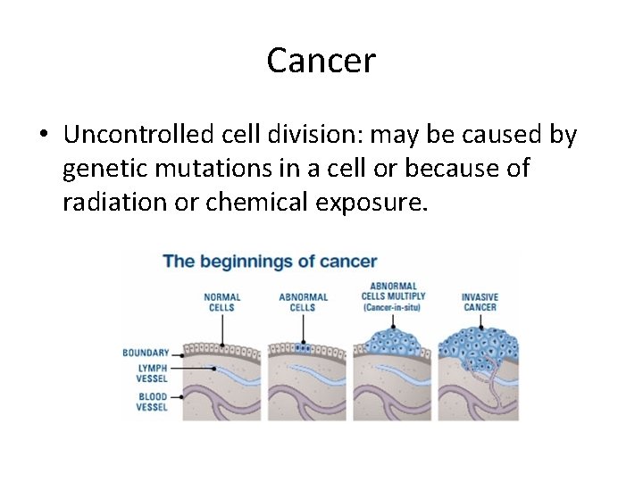 Cancer • Uncontrolled cell division: may be caused by genetic mutations in a cell