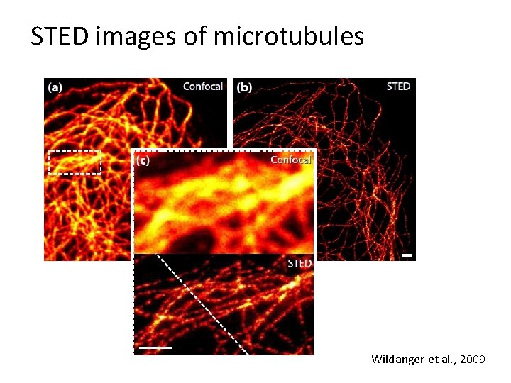 STED images of microtubules Wildanger et al. , 2009 
