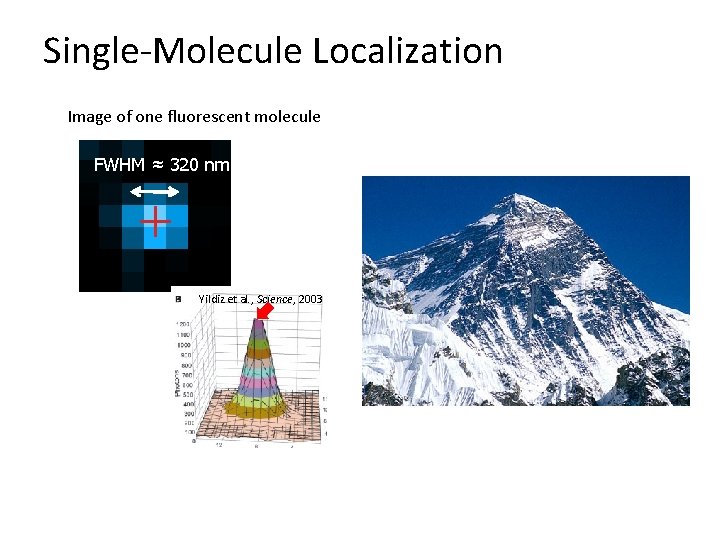 Single-Molecule Localization Image of one fluorescent molecule FWHM ≈ 320 nm Yildiz et al.