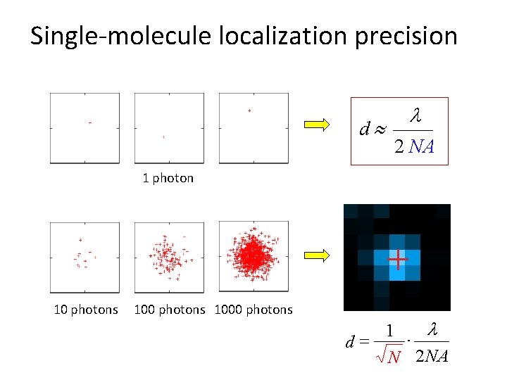Single-molecule localization precision d l 2 NA 1 photon 10 photons 1000 photons l