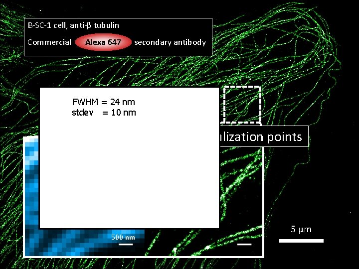 B-SC-1 cell, anti-β tubulin Commercial Alexa 647 secondary antibody FWHM = 24 nm stdev