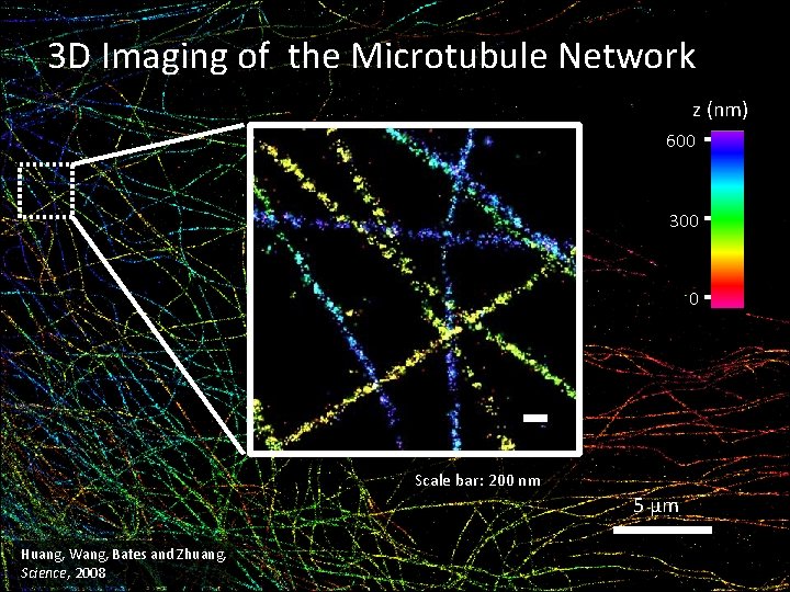 3 D Imaging of the Microtubule Network z (nm) 600 300 0 Scale bar: