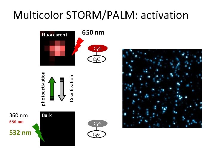 Multicolor STORM/PALM: activation 650 nm Fluorescent Cy 5 360 nm Deactivation photoactivation Cy 3