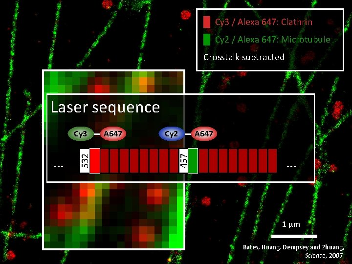 █ Cy 3 / Alexa 647: Clathrin █ Cy 2 / Alexa 647: Microtubule