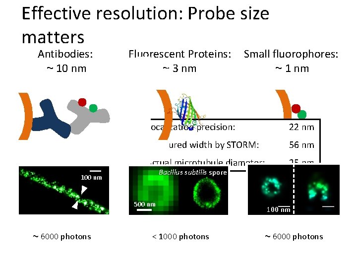 Effective resolution: Probe size matters Antibodies: ~ 10 nm Fluorescent Proteins: ~ 3 nm