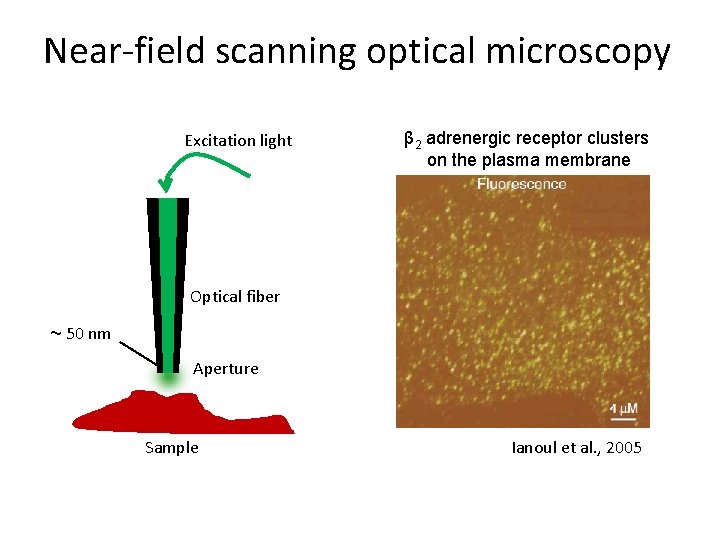 Near-field scanning optical microscopy Excitation light β 2 adrenergic receptor clusters on the plasma