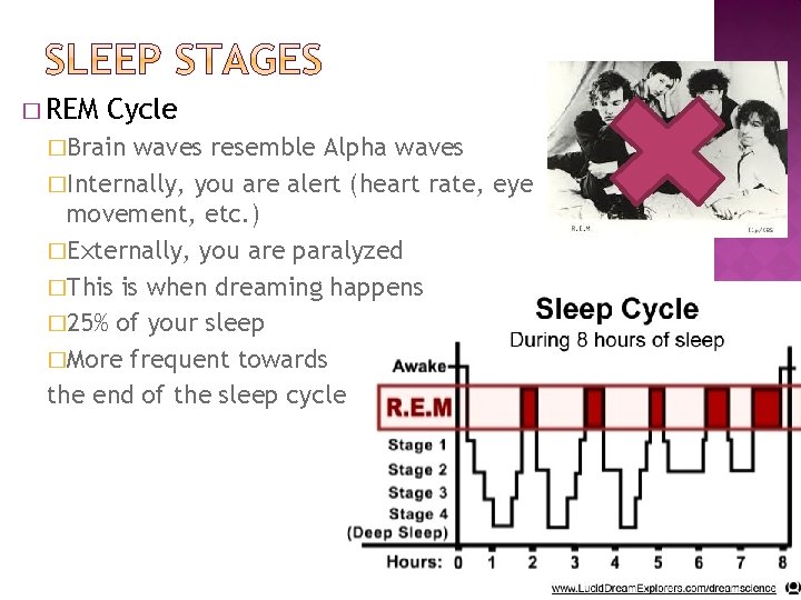 � REM Cycle �Brain waves resemble Alpha waves �Internally, you are alert (heart rate,