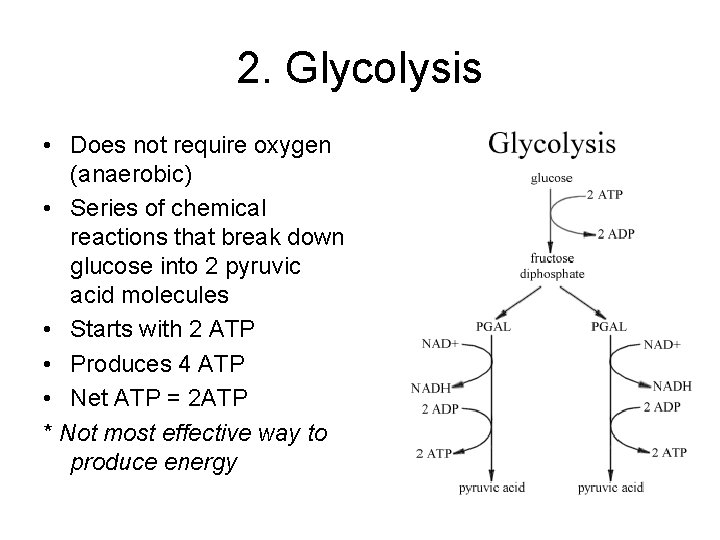 2. Glycolysis • Does not require oxygen (anaerobic) • Series of chemical reactions that
