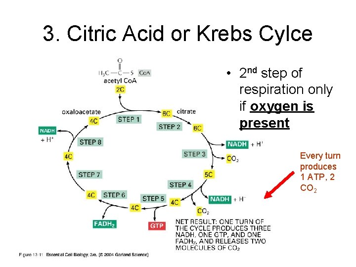 3. Citric Acid or Krebs Cylce • 2 nd step of respiration only if