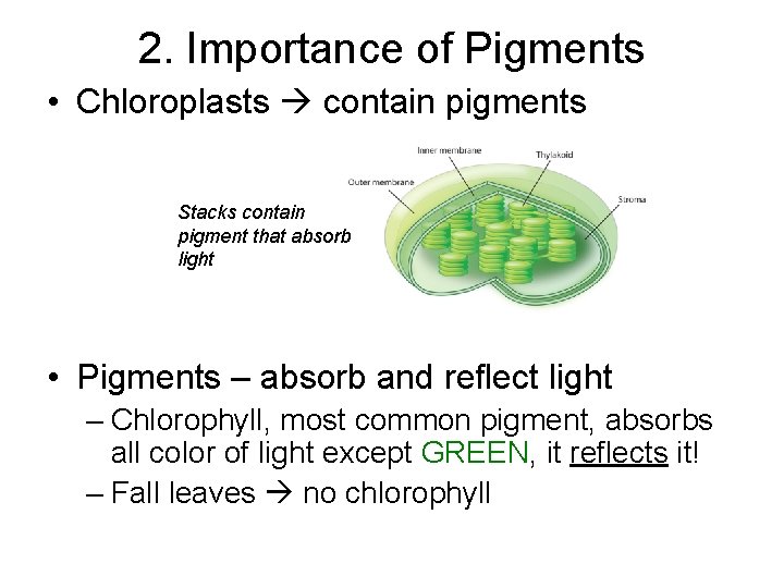 2. Importance of Pigments • Chloroplasts contain pigments Stacks contain pigment that absorb light