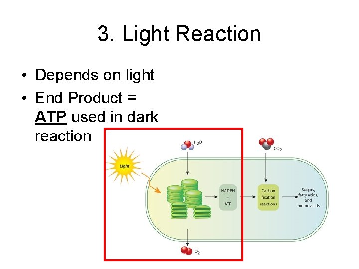 3. Light Reaction • Depends on light • End Product = ATP used in