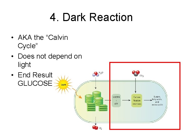 4. Dark Reaction • AKA the “Calvin Cycle” • Does not depend on light