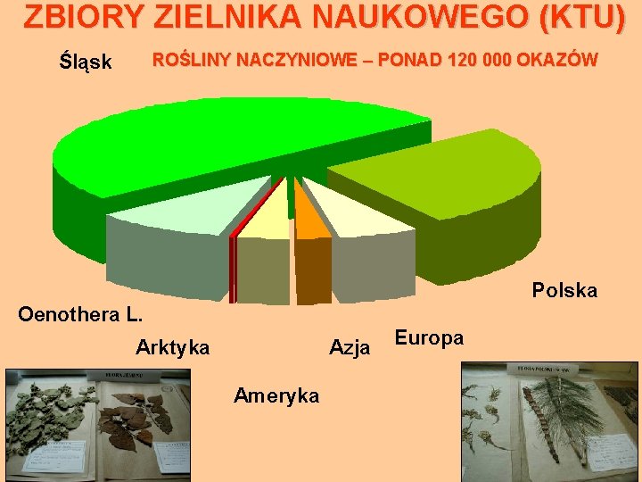 ZBIORY ZIELNIKA NAUKOWEGO (KTU) ROŚLINY NACZYNIOWE – PONAD 120 000 OKAZÓW Śląsk Polska Oenothera