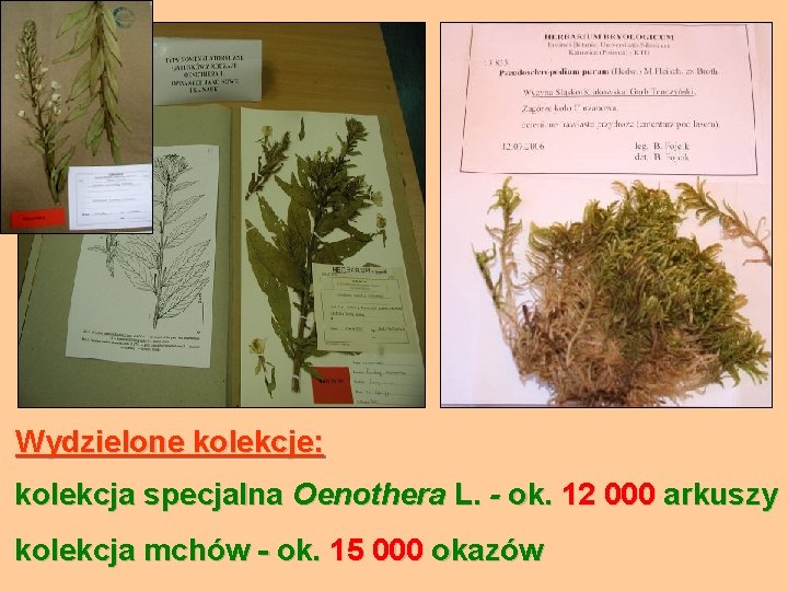 Wydzielone kolekcje: kolekcja specjalna Oenothera L. - ok. 12 000 arkuszy kolekcja mchów -