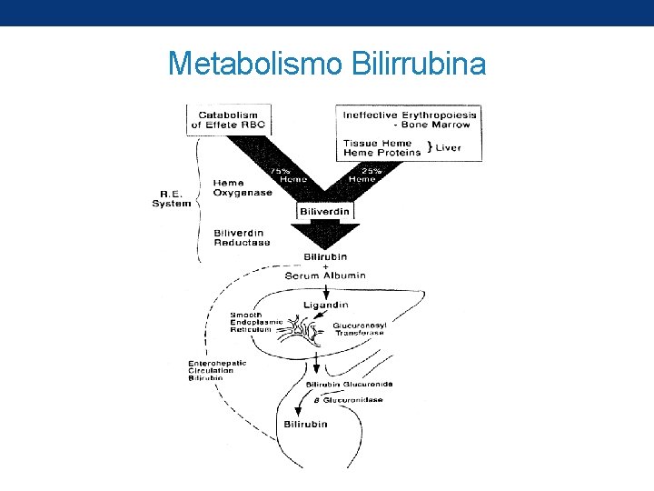 Metabolismo Bilirrubina 