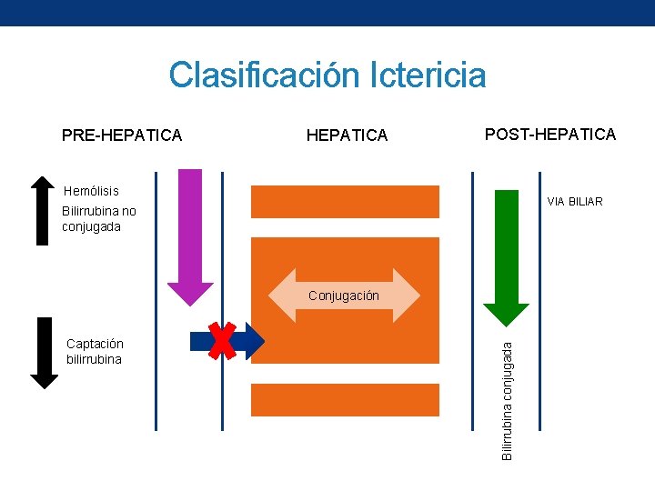 Clasificación Ictericia PRE-HEPATICA POST-HEPATICA Hemólisis VIA BILIAR Bilirrubina no conjugada Captación bilirrubina Bilirrubina conjugada