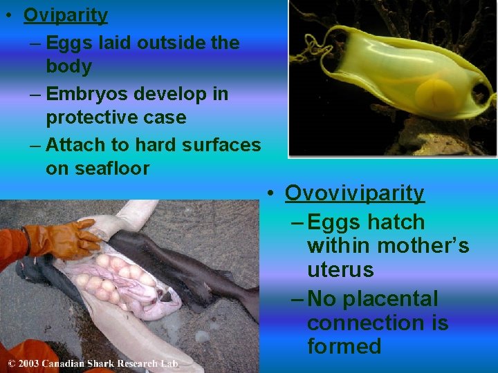  • Oviparity – Eggs laid outside the body – Embryos develop in protective