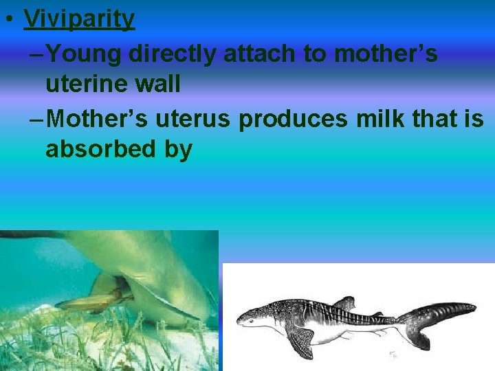  • Viviparity – Young directly attach to mother’s uterine wall – Mother’s uterus