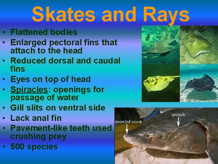 Skates and Rays • Flattened bodies • Enlarged pectoral fins that attach to the