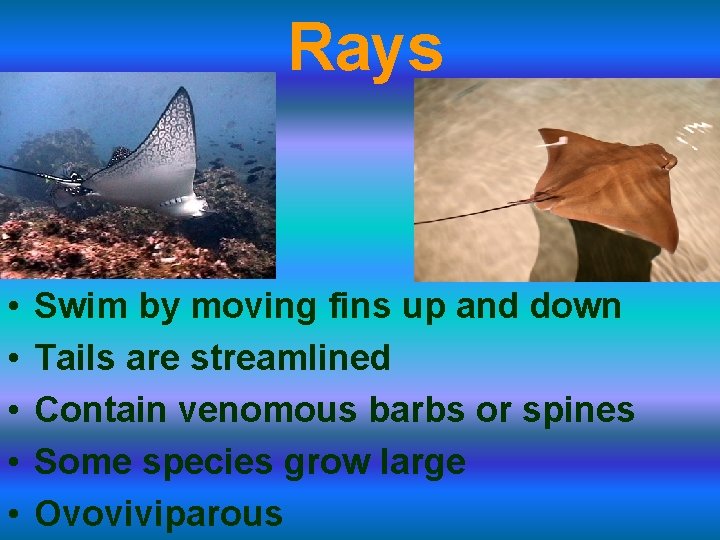 Rays • • • Swim by moving fins up and down Tails are streamlined